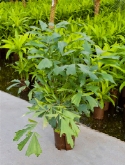 Caryota mitis toef (100-120) 120 cm  burobloemen