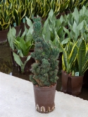 Foto van Cereus monstruosus (50-80) 55 cm via burobloemen