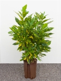 Croton (codiaeum) golddust vertakt 85 cm  burobloemen