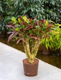 Croton (codiaeum) mamey vertakt bonsai 80 cm  burobloemen