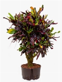 Croton (codiaeum) mamey bonsai vertakt 100 cm  burobloemen