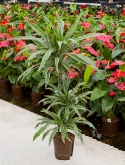 Dracaena deremensis 60-³0-15 100 cm  burobloemen