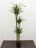 Dracaena deremensis 90-60-³0 140 cm  burobloemen