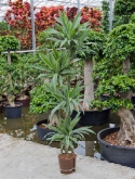Dracaena deremensis 120-90-60-³0 175 cm  burobloemen