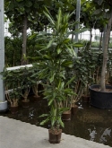 Dracaena cintho 120-90-60-³0 180 cm  burobloemen