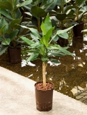Dracaena fragrans ³0 80 cm  burobloemen