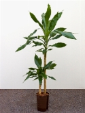 Dracaena fragrans 60-³0 110 cm  burobloemen