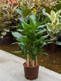 Dracaena fragrans 45-carrousel 90 cm  burobloemen