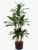 Dracaena fragrans 90-carrousel 150 cm  burobloemen