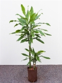Dracaena goldream 45-15 90 cm  burobloemen