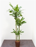 Dracaena goldream 90-60-³0 150 cm  burobloemen