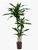 Dracaena green dream 90-60-³0 150 cm  burobloemen