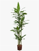 Dracaena green dream 120-90-60-³0 190 cm  burobloemen