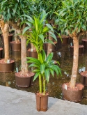 Dracaena hawaiian sunshine 60-³0 125 cm  burobloemen