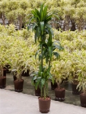 Dracaena hawaiian sunshine 90-60-³0 140 cm  burobloemen