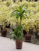 Dracaena hawaiian sunshine 60-³0-15 120 cm  burobloemen