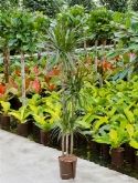 Dracaena marginata 90-60-³0 150 cm  burobloemen