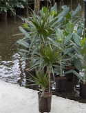 Dracaena marginata 60-³0-15 120 cm  burobloemen