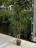 Dracaena marginata 120-90-60-³0 180 cm  burobloemen