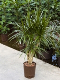 Dracaena marginata vertakt 115 cm  burobloemen