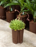 Echeveria agavoides 25 cm  burobloemen