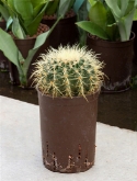 Echinocactus grusonii 25 cm  burobloemen