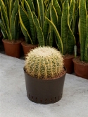 Foto van Echinocactus grusonii 40 cm via burobloemen
