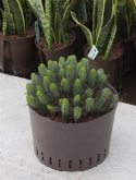 Foto van Euphorbia enopla 35 cm via burobloemen