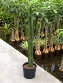 Euphorbia ingens vertakt 180 cm  burobloemen