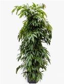 Ficus amstel king ³pp 250 cm  burobloemen