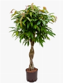 Ficus amstel king stam gevl. 125 cm  burobloemen