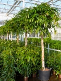 Foto van Ficus amstel king stam 340 cm via burobloemen