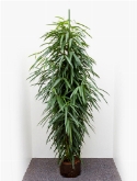 Foto van Ficus alii 2pp 185 cm via burobloemen