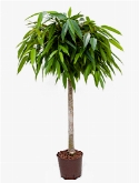 Foto van Ficus alii stam (120-1³0) 130 cm via burobloemen