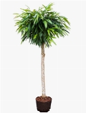 Foto van Ficus alii stam 170 cm via burobloemen