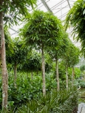 Ficus alii stam (³00-³50) 350 cm  burobloemen