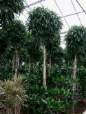 Foto van Ficus alii stam (³00-400) 400 cm via burobloemen
