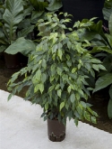 Foto van Ficus anastacia toef 80 cm via burobloemen