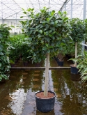 Foto van Ficus australis stam 190 cm via burobloemen