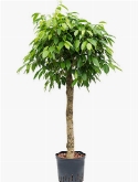 Ficus benjamina columnar stam 120 cm  burobloemen