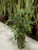 Foto van Ficus benjamina toef 75 cm via burobloemen