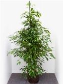 Foto van Ficus benjamina 2pp 185 cm via burobloemen