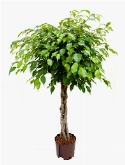 Foto van Ficus benjamina stam gevl. 120 cm via burobloemen