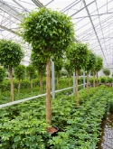 Foto van Ficus benjamina stam 420 cm via burobloemen