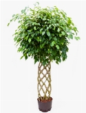 Foto van Ficus benjamina stam hek 175 cm via burobloemen