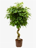 Ficus benjamina spiraal 130 cm  burobloemen