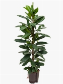 Foto van Ficus cyathistipula 2pp 130 cm via burobloemen