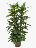 Foto van Ficus cyathistipula 4pp 130 cm via burobloemen