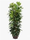 Foto van Ficus cyathistipula 6pp 150 cm via burobloemen