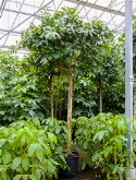 Foto van Ficus cyathistipula stam 350 cm via burobloemen